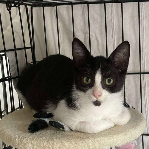 Aiko à l'adoption #2