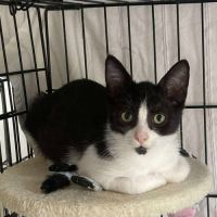 Aiko à l'adoption #2