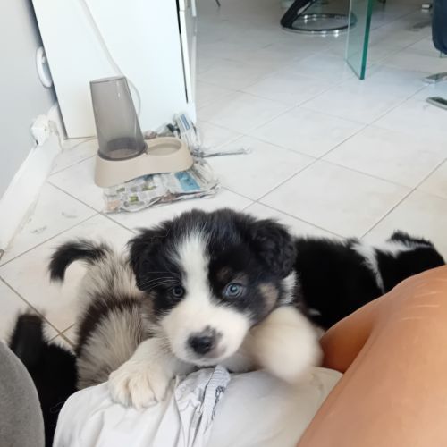 Chiots berger australien #3