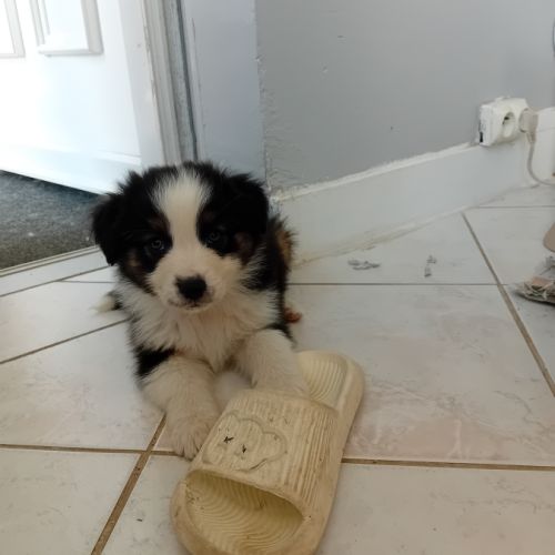 Chiots berger australien #4