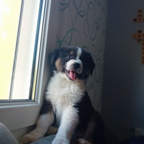 Chiots berger australien