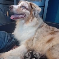 Chiots berger australien #1