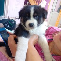 Chiots berger australien #2