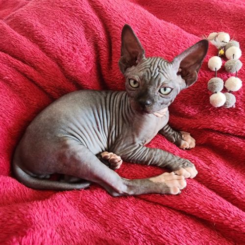 Chatons sphynx #2
