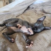 Chatons sphynx