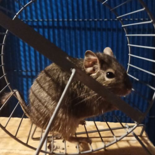 2 octodons femelles #1