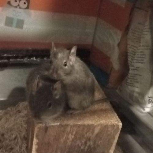 2 octodons femelles #0