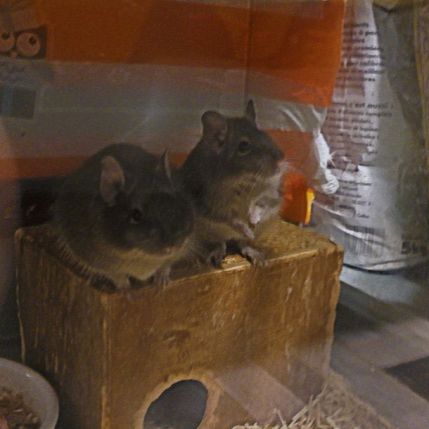 2 octodons femelles #5