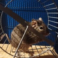 2 octodons femelles #1