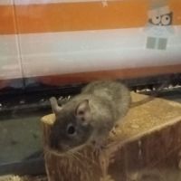 2 octodons femelles #2