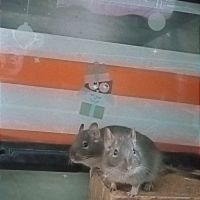 2 octodons femelles #4