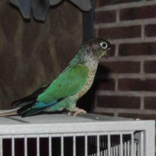 Conures turquoise male et femelle #1