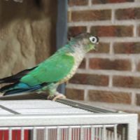 Conures turquoise male et femelle #0