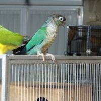 Conures turquoise male et femelle #3