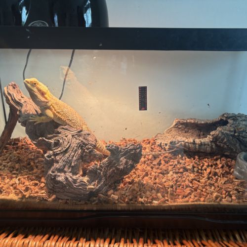Pogona vitticeps de 3 ans très sympa #1