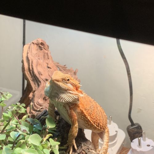 Pogona vitticeps de 3 ans très sympa #2