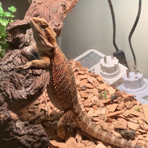 Pogona vitticeps de 3 ans très sympa #0