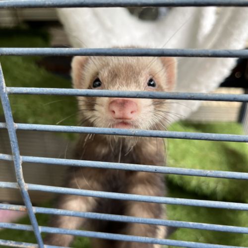 Vends jeune furette #1