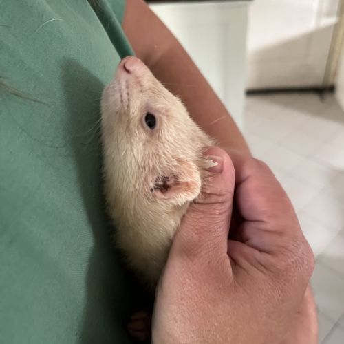 Vends jeune furette #2