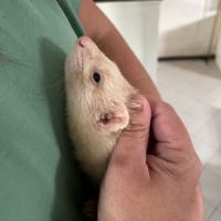 Vends jeune furette #2