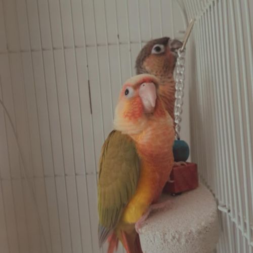 Deux conures 4 mois #1