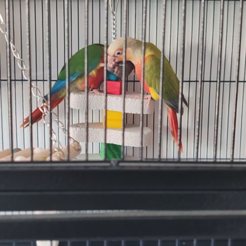 Deux conures 4 mois #0