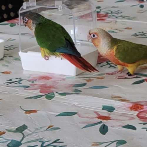 Deux conures 4 mois #5