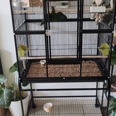 Deux conures 4 mois #6