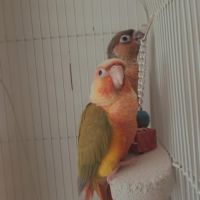 Deux conures 4 mois #1