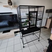 Deux conures 4 mois #2