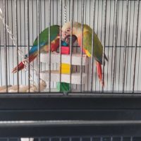 Deux conures 4 mois
