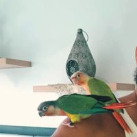 Deux conures 4 mois #4