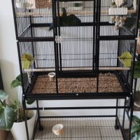 Deux conures 4 mois #6