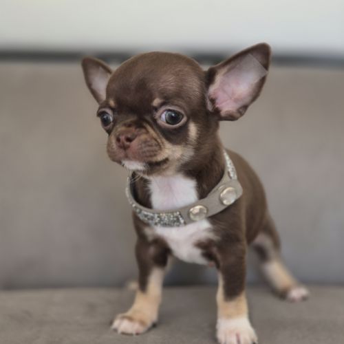 Chihuahua mâle lof #0