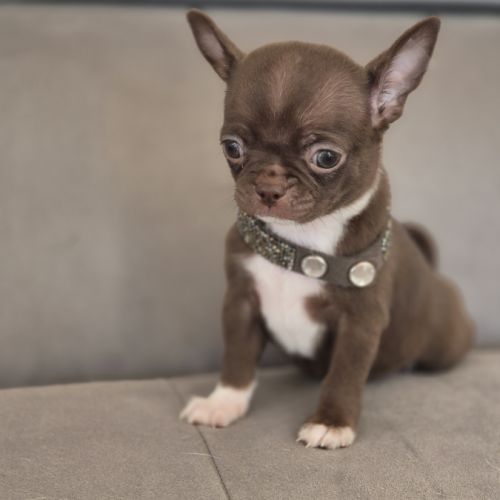 Chihuahua mâle lof #2