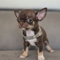 Chihuahua mâle lof
