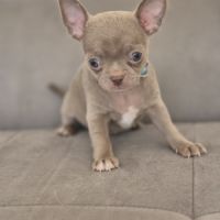 Chihuahua mâle lof #3