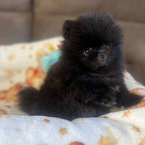 Spitz nain  femelle très petit gabarit