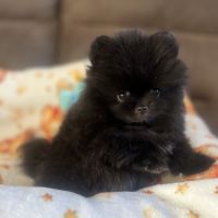 Spitz nain  femelle très petit gabarit #1