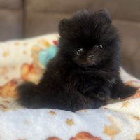 Spitz nain  femelle très petit gabarit #3