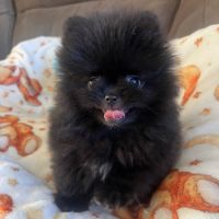 Spitz nain  femelle très petit gabarit #4