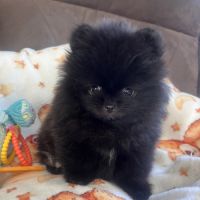 Spitz nain  femelle très petit gabarit #5