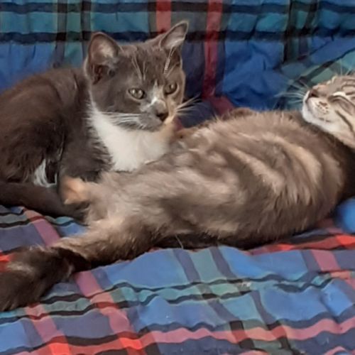 Chatons européens à adopter