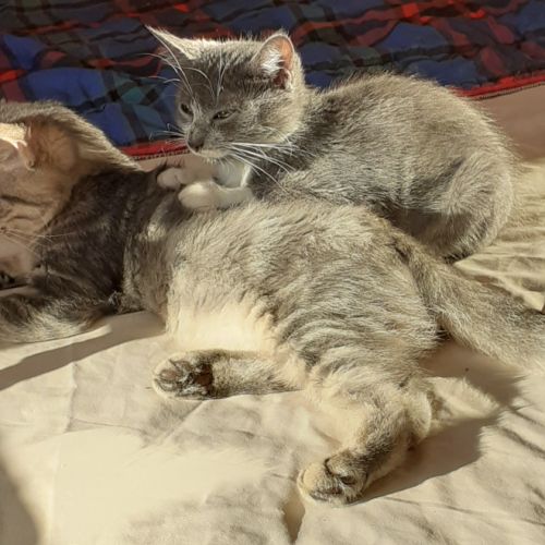 Chatons européens à adopter #2