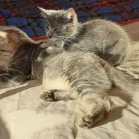 Chatons européens à adopter #2