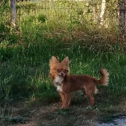 A vendre jeune adulte chihuahua