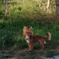 A vendre jeune adulte chihuahua