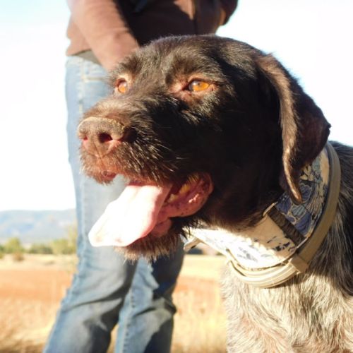 Derya , femelle drathaar allemand de 5 ans #1