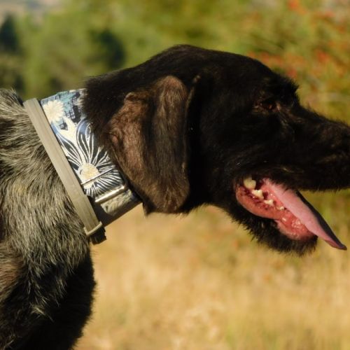 Derya , femelle drathaar allemand de 5 ans #5