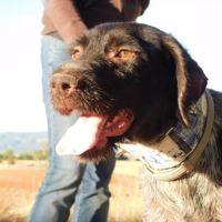 Derya , femelle drathaar allemand de 5 ans #1